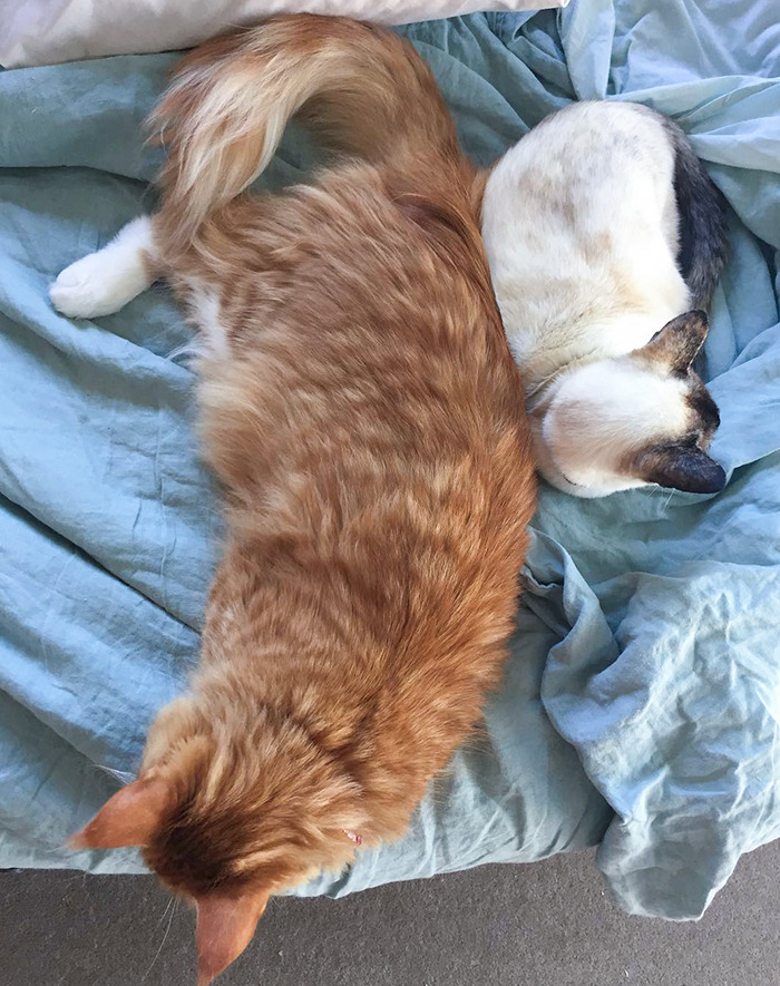 Maine Coon vs. Siamese Size Comparison
