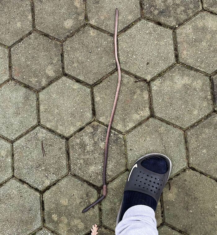 Giant Earth Worm, Shoe Size 9.5 For Comparison