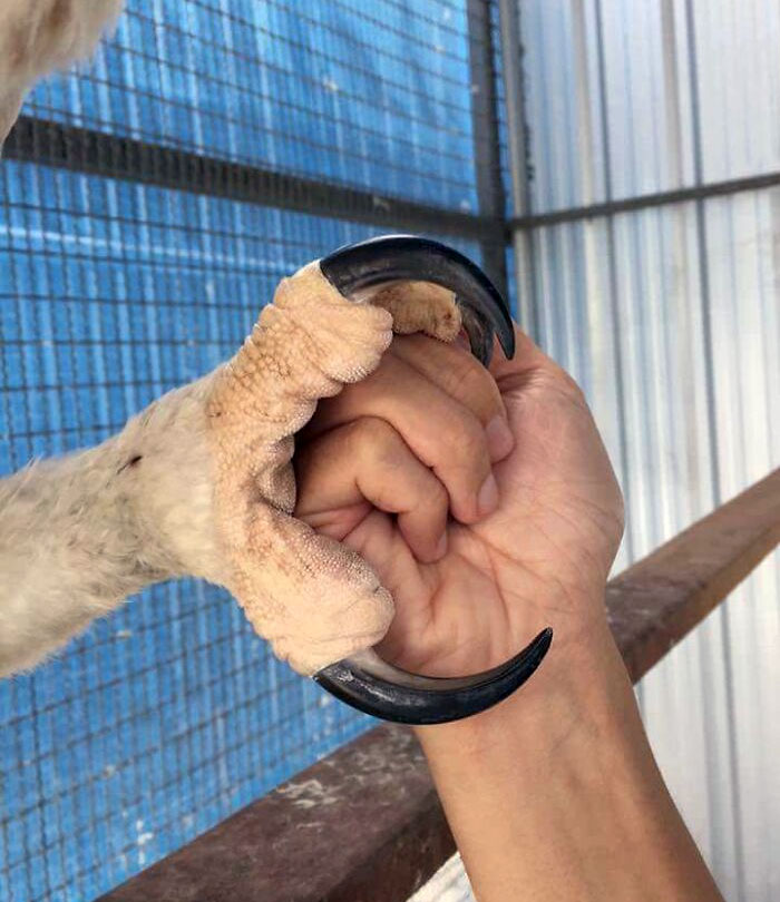 Shaking Hands With A Harpy Eagle
