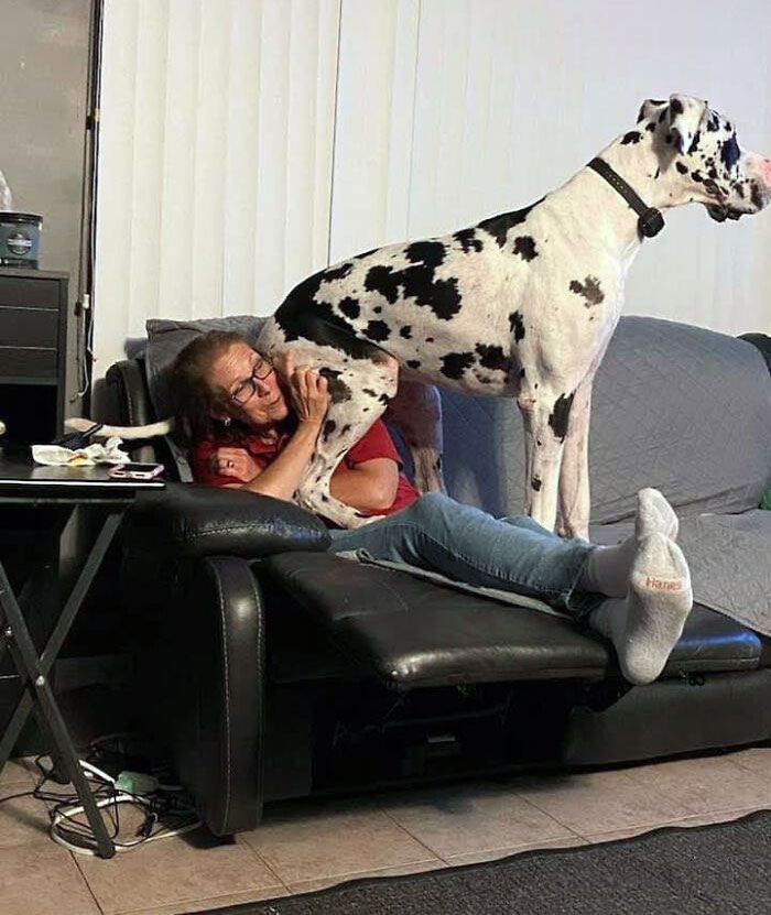 My Mom vs. A 10-Month-Old Great Dane