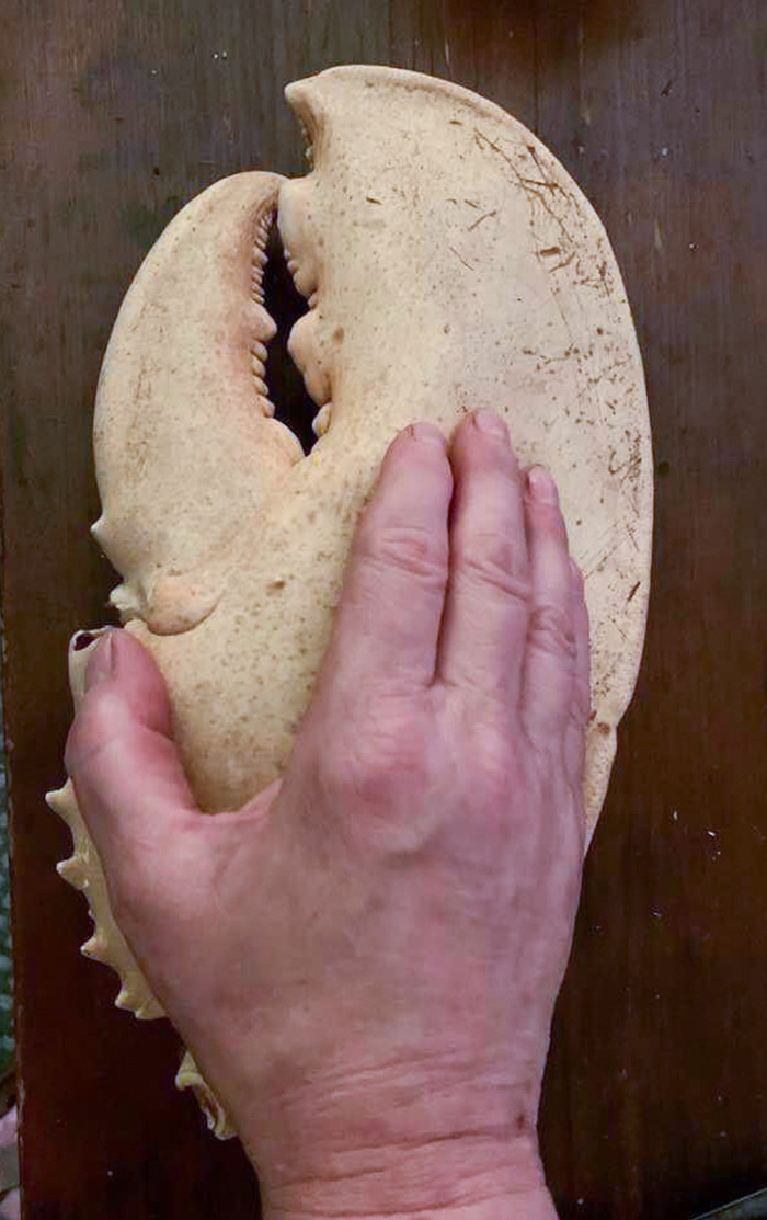 My Aunt’s Hand Compared To The Claw Of A 25 Pound Lobster Caught Off Cape Cop In The Early 1960s