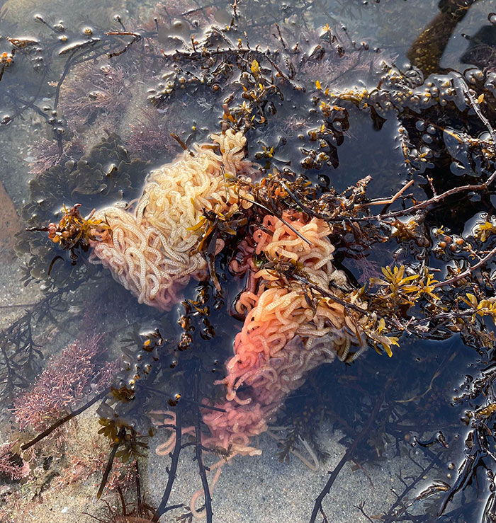 Looks Like Ramen Noodles In The Tide Pools