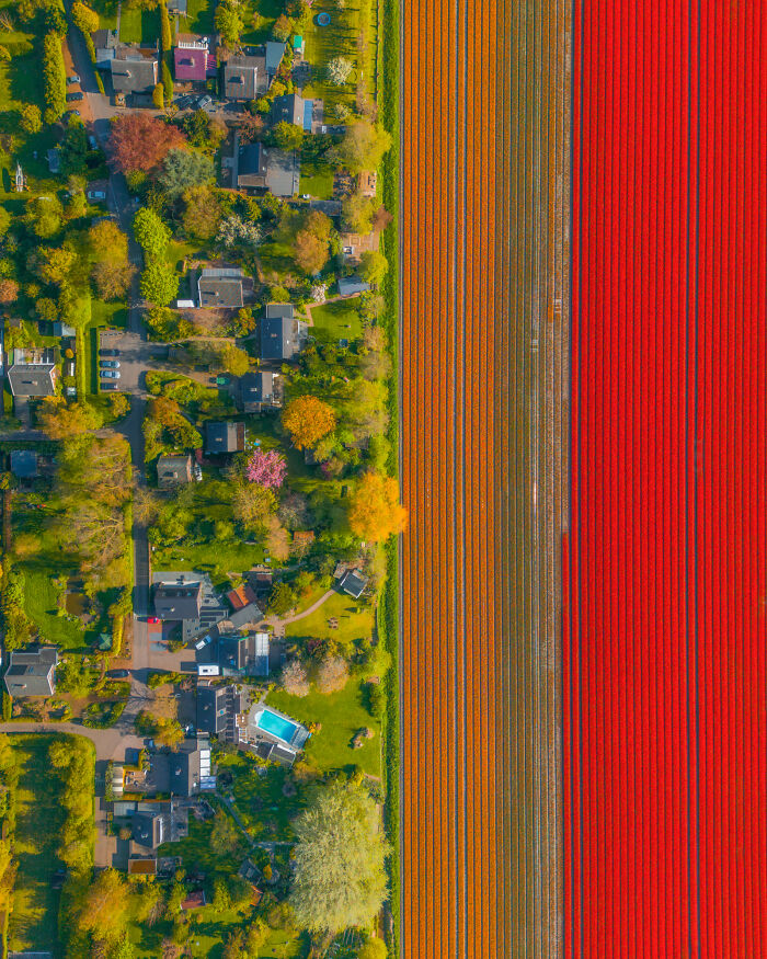 Spectacular Photos From This Year's Tulip Season In The Netherlands