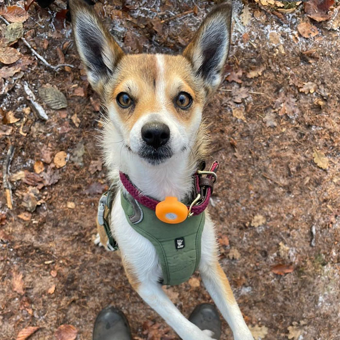 close-up of Norwegian Lundehund dog