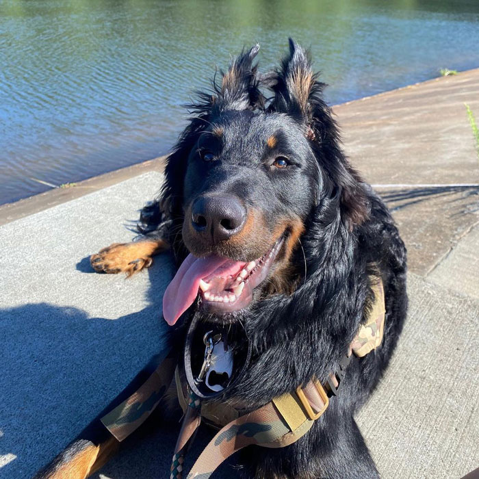 Beauceron dog lying near the water