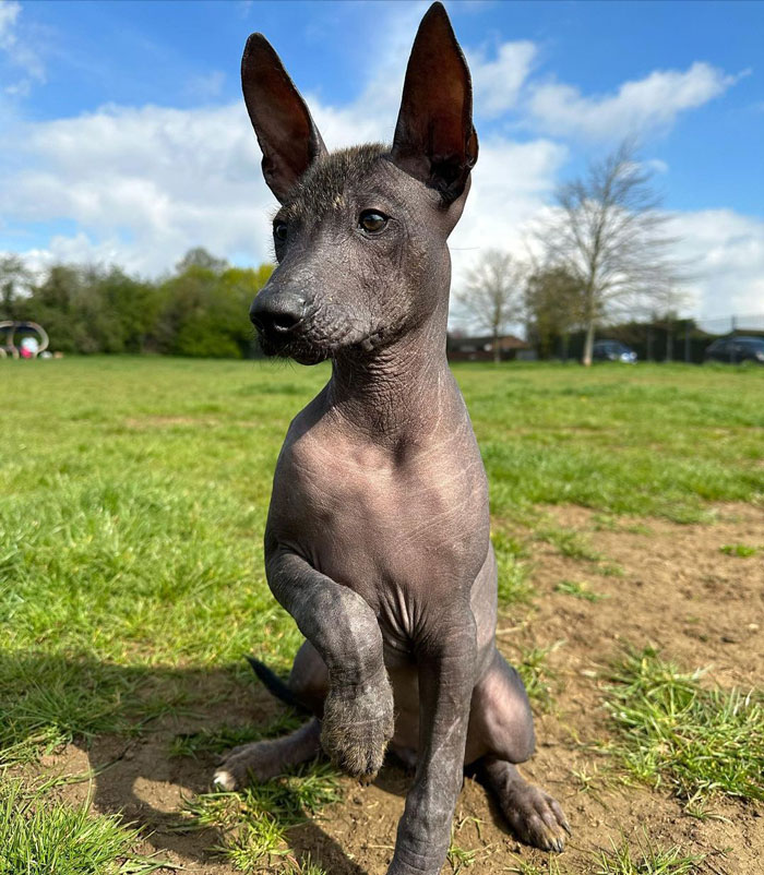 Xoloitzcuintli dog sitting on the ground with one paw up