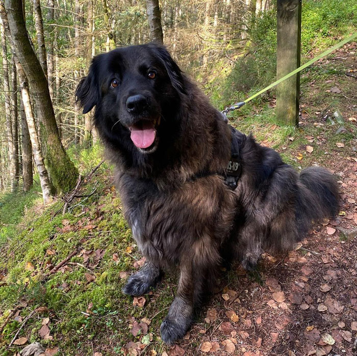 Estrela Mountain Dog sitting on the ground in the forest