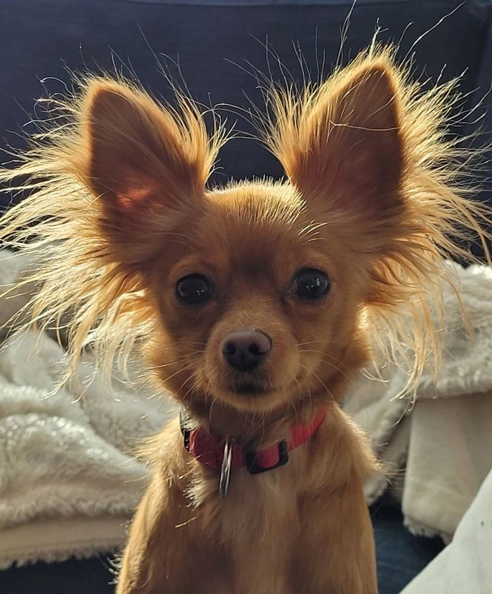close-up Russian Toy dog's face