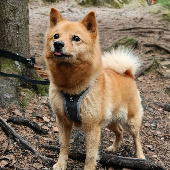 Finnish Spitz staying near the tree with its tongue hanging out