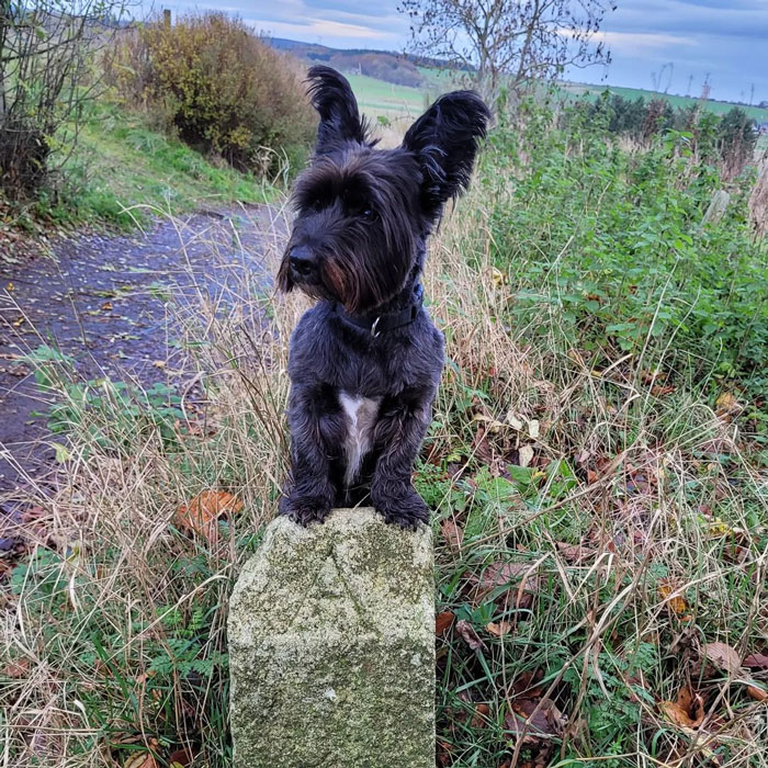 Skye Terrier dog staying with two paws on the stone