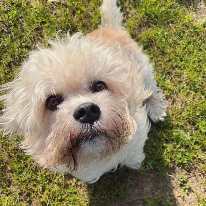 close-up of a white Dandie Dinmont Terrier's face