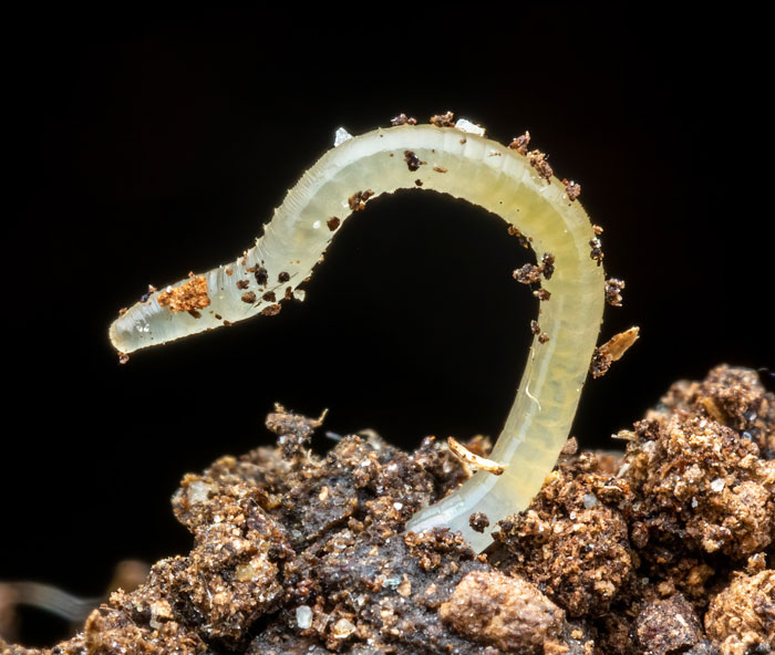 Green work coming out from a dirt 