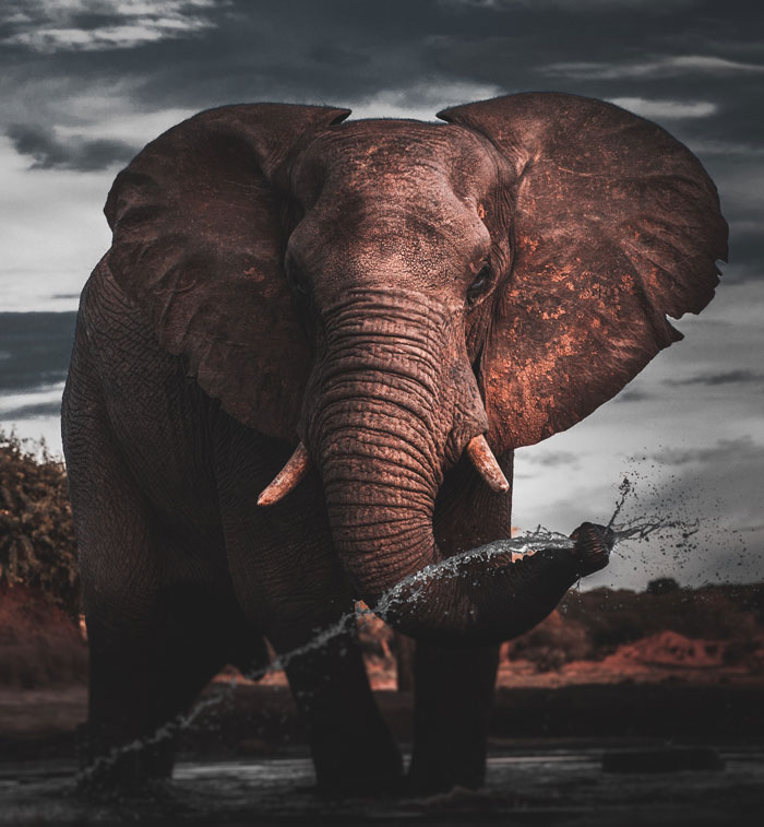 Elephant splashing water outside 