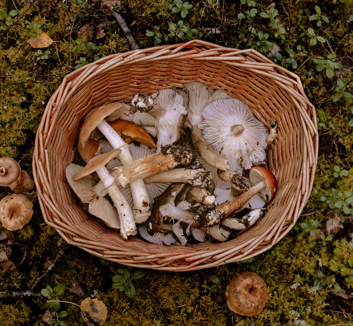 Basket filled with various mushrooms on forest floor, showcasing a weird hobby.