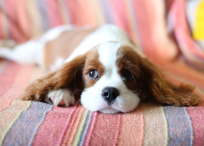 Cute brown and white puppy lying on a colorful striped blanket, capturing the feeling of weirdest guest house rules.