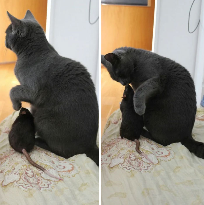 My Friend's Cat And Rat Are Best Buddies