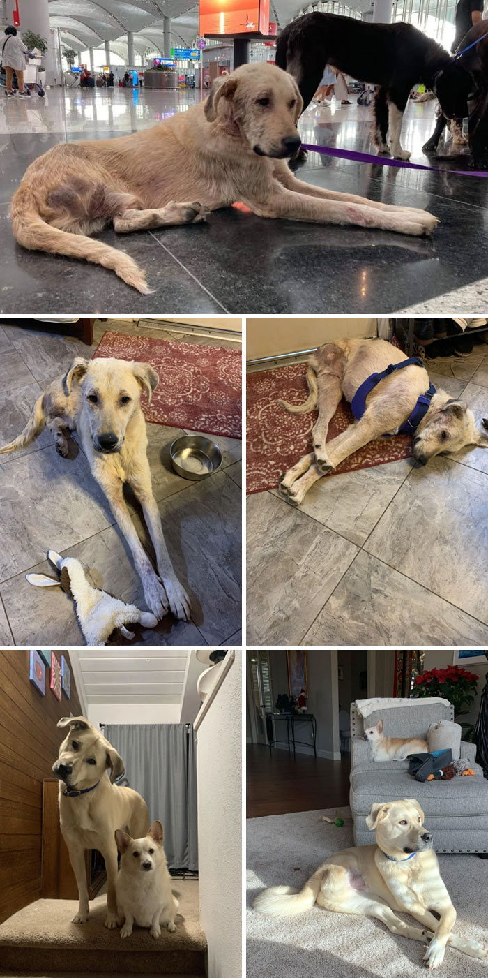 Two Years Ago We Rescued The Dirtiest, Most Diseased, And Starving Tripod Dog. Today He Is Gorgeous