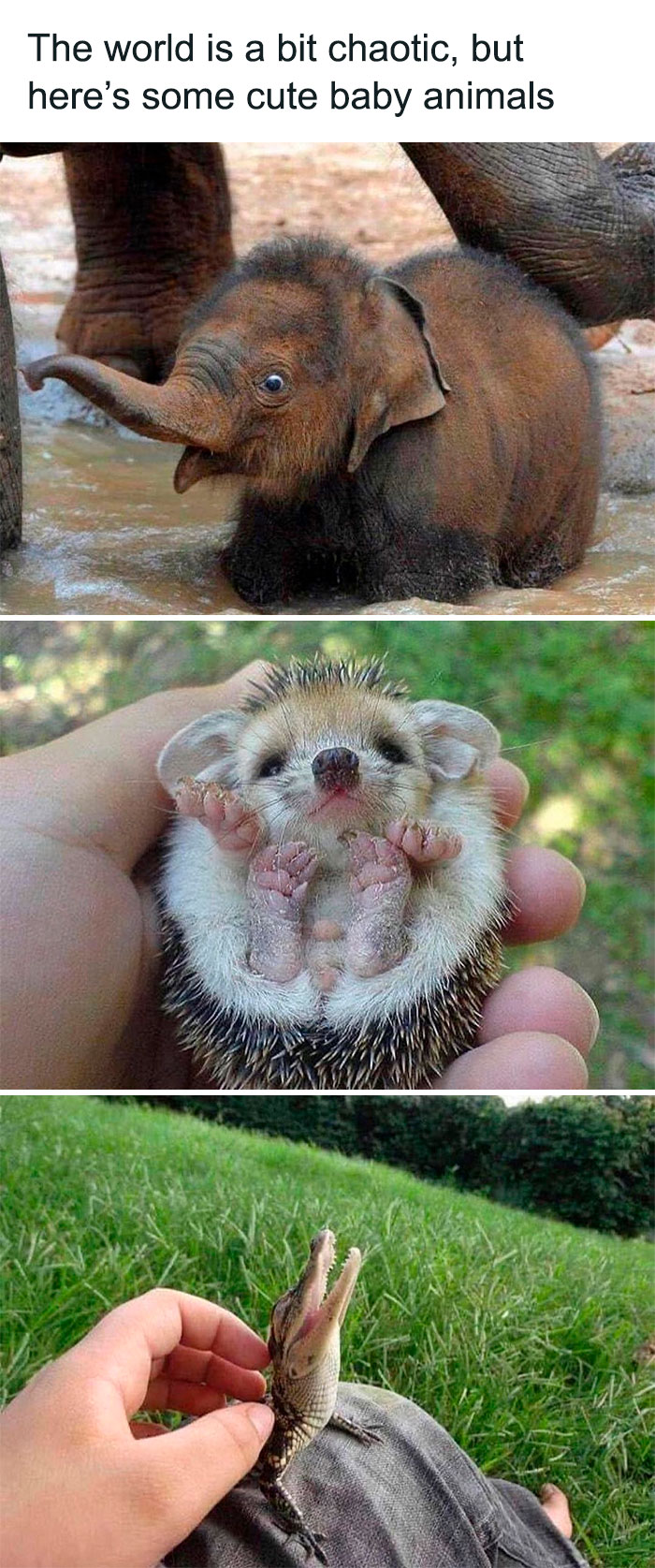 Wholesome-Memes-Hurtingsouls