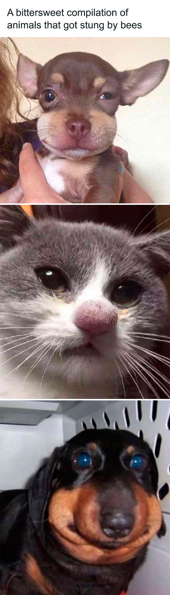 Wholesome-Memes-Hurtingsouls