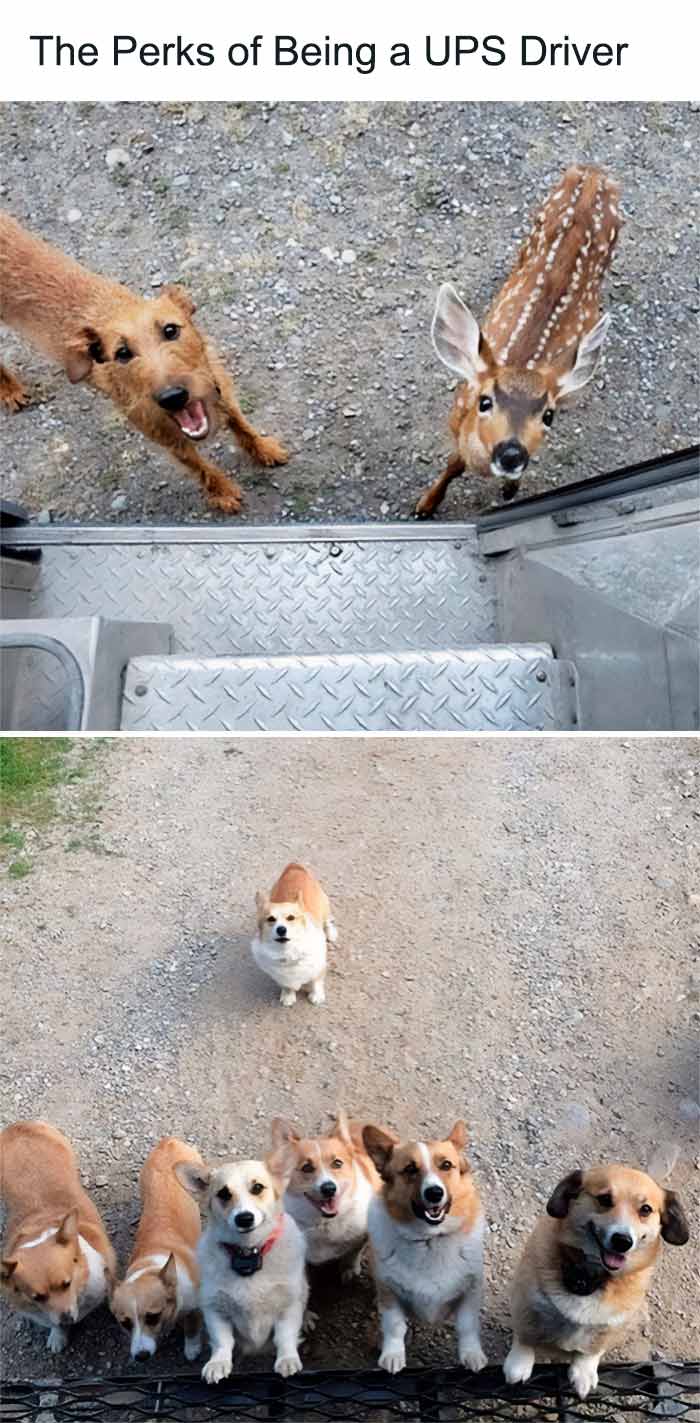 Wholesome-Memes-Hurtingsouls