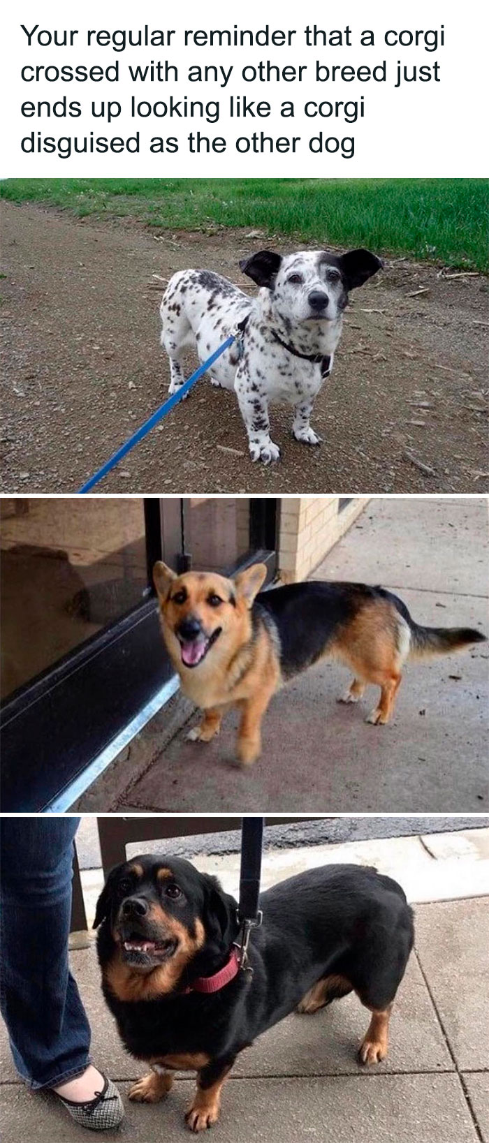 Wholesome-Memes-Hurtingsouls