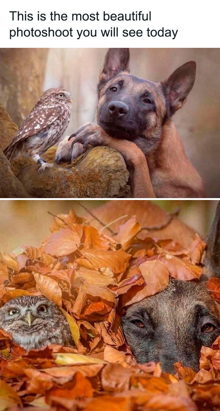 Wholesome-Memes-Hurtingsouls