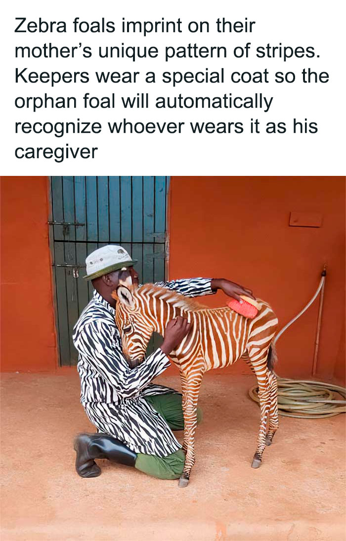 Wholesome-Pictures-Tanks-Good-News