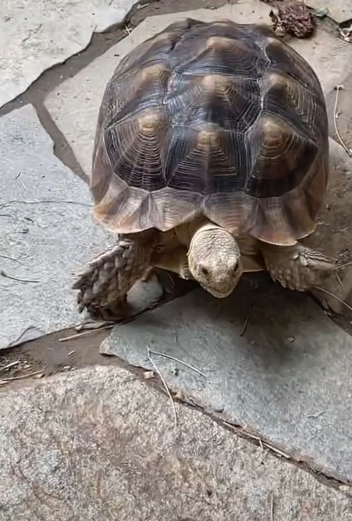 Woman Comes Up With Creative Idea To Save On Rent And Have Her Own Space, Goes Viral