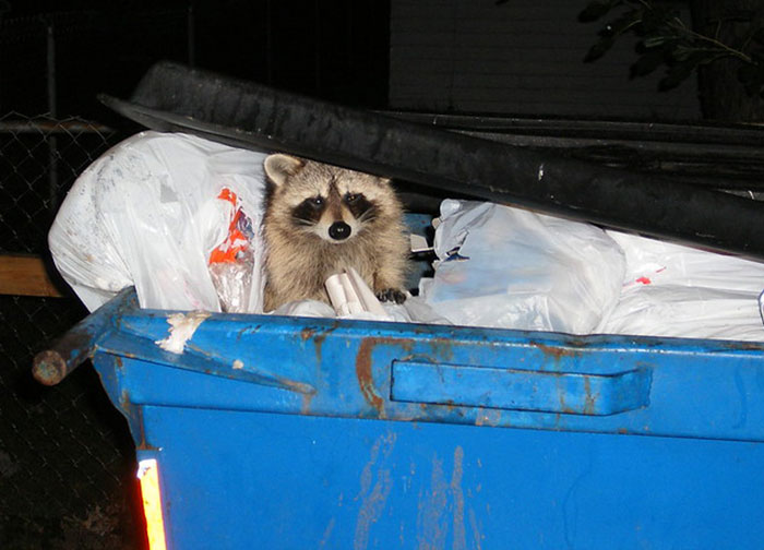 Woman Gets Petty Revenge On Trashy Neighbors By Making Sure No One Picks Up Their Smelly And Very Full Trash Cans