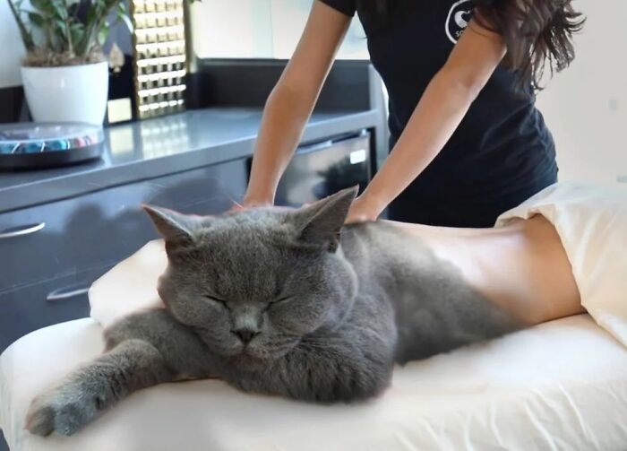 An Artist Creates Photo Collages With Cats And They're Weirdly Purrrfect (29 Pics)