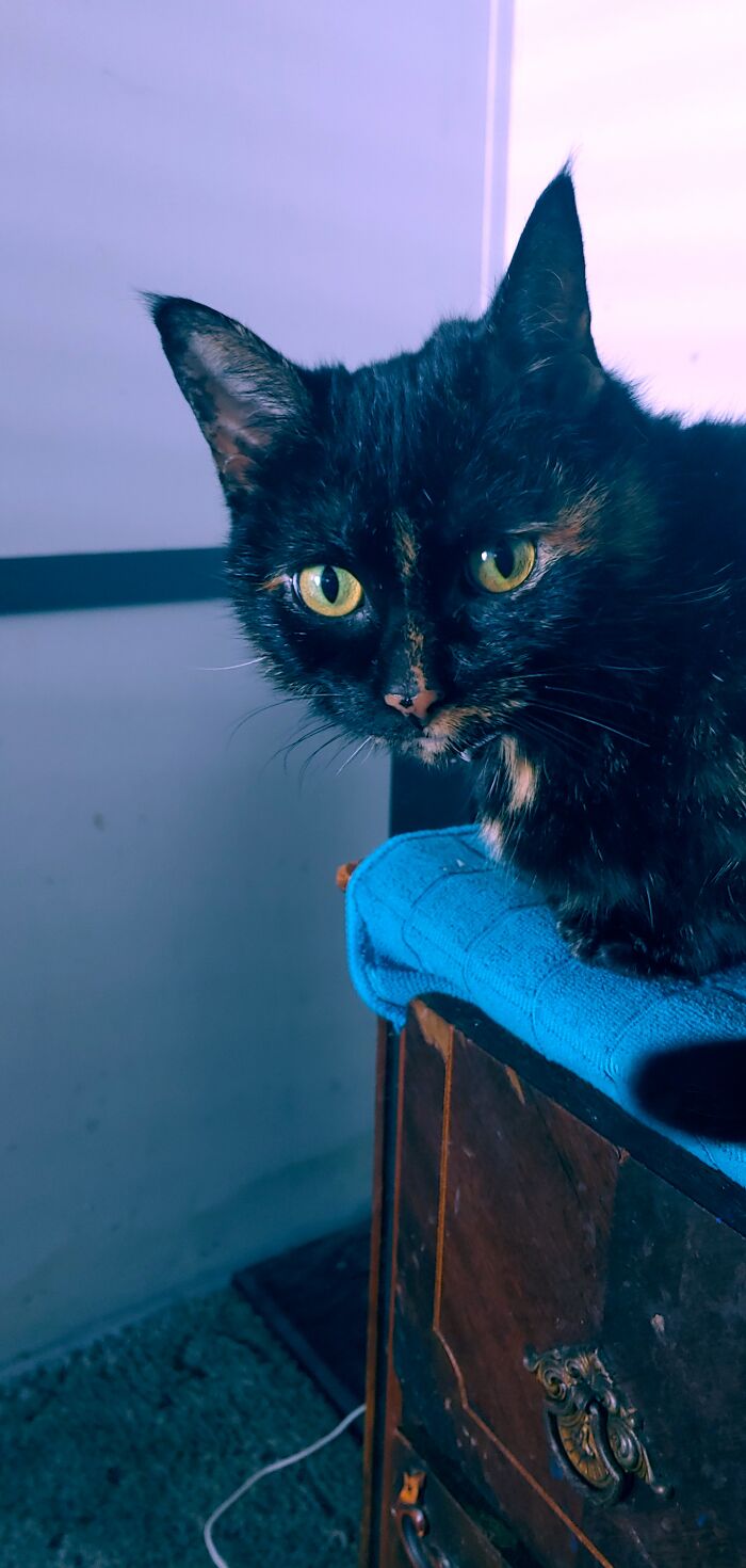 Cinder Perched Like A Gargoyle On My End Table Watching Me Sleep