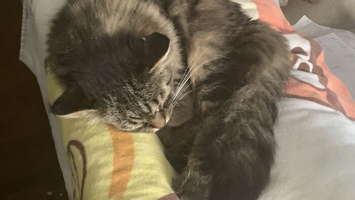 Kuro We Found Her In A Bush When She Was A Newborn