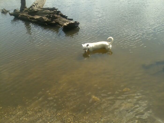Don't Worry, That's Not A Water Dragon Approaching My Dog