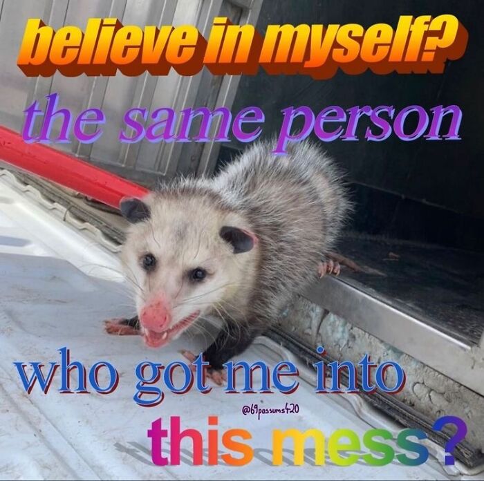 13 Possum Memes For My Mentally Dying Besties