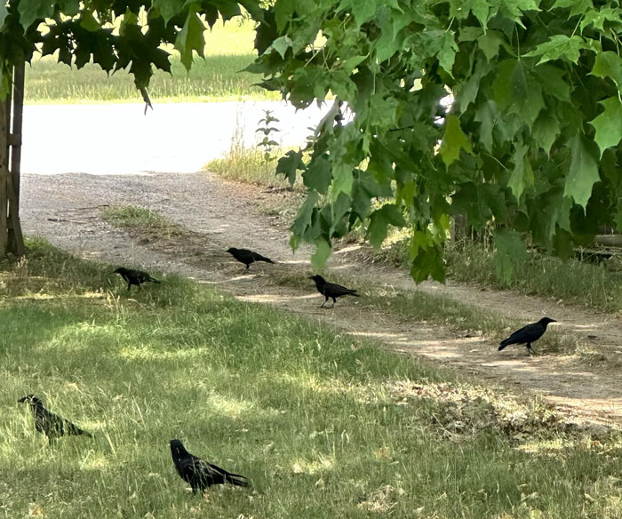 Woman Befriends Crow For Over 3 Years Until One Day She Brings Her Babies To Their Regular Hangout Woman Befriends Crow For Over 3 Years Until One Day She Brings Her Babies To Their Regular Hangout