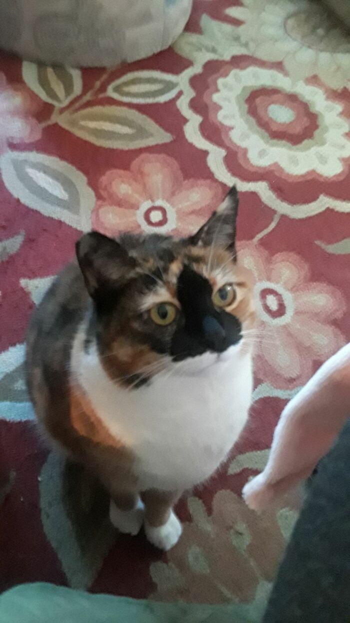 Fiona Took 6 Wks To Trap!! She Was A Spayed Released Tipped Ear, But She Is Definitely Not A Feral Cat!