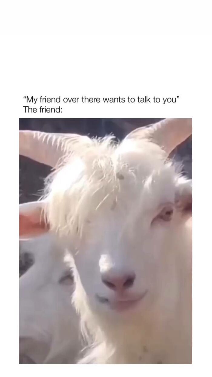 Funny-Jokes-Introverted-Struggle