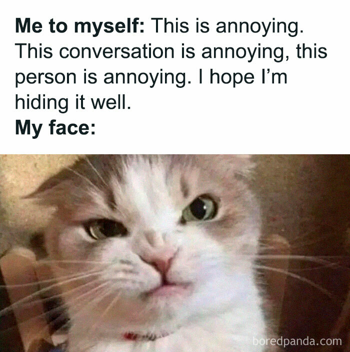 Relatable introvert meme showing a cat with an annoyed face hiding irritation during a frustrating conversation.