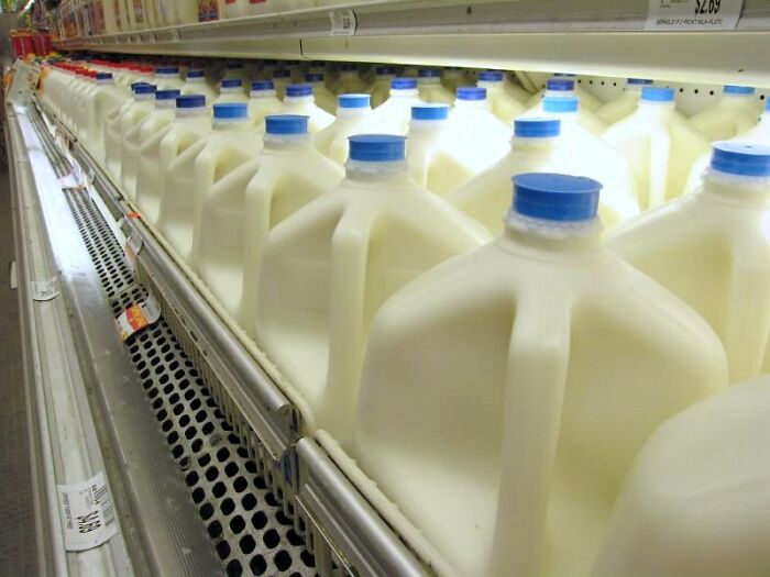 Rows of gallon milk jugs with blue caps lined up in a grocery store refrigerator, showcasing a common retail trend.