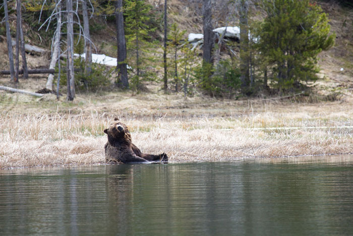 Rude Know-It-All Karen Dares To Trek A Trail Known For Its Bear Sightings, Instant Regret Kicks In