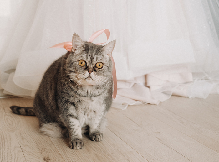 Couple Decide To Use Their Pets To Fill Out Roles In Their Wedding, SIL Is Angry They Didn't Include Her "Rainbow" Kids Instead