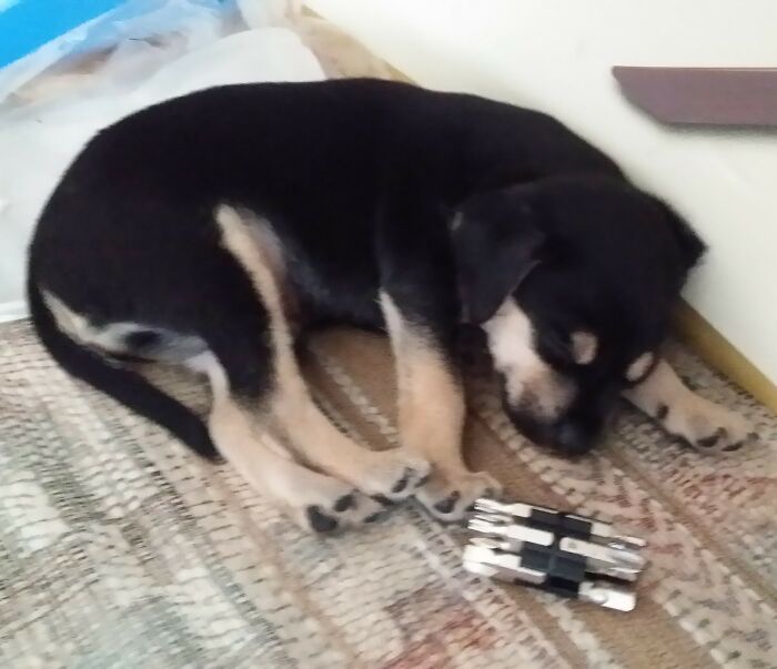 My 1 Month Old Runt Of The Litter, 1 Inch Screwdriver Bits For Scale