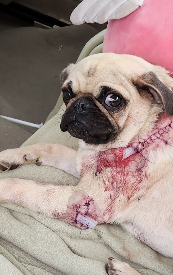 Findley Came To Us As A Foster. He Is Now Part Of The Family!