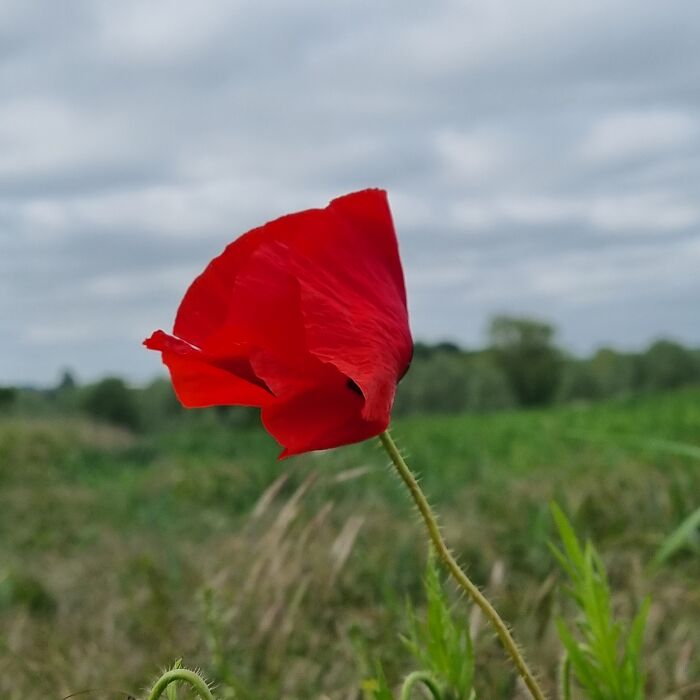 I S'pose This One Sort Of Counts. Its Poppy Season Here In England