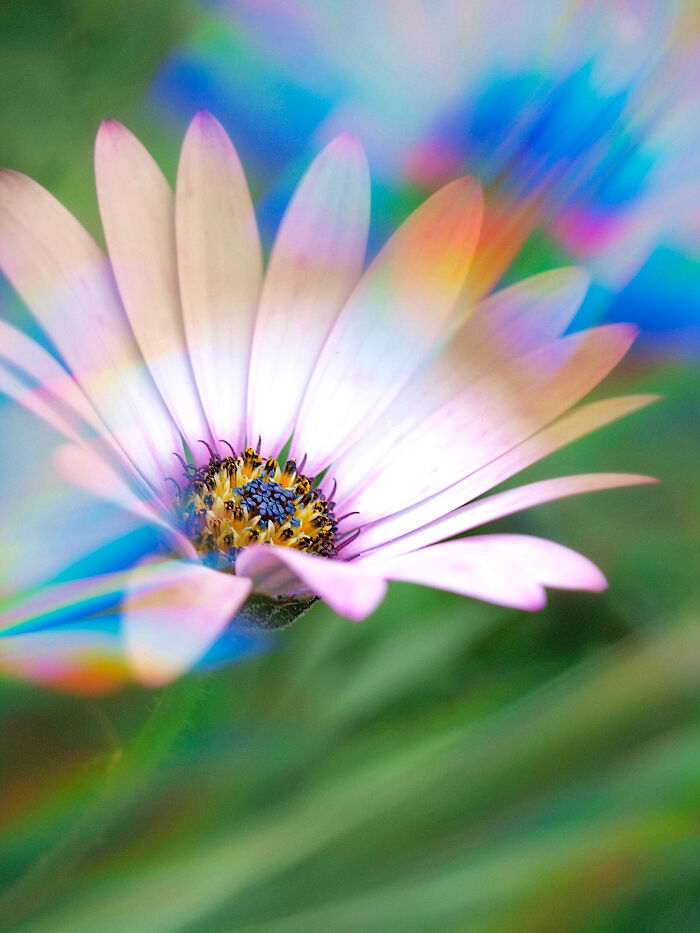 I Create Rainbow-Infused Photography Without The Use Of Photoshop (15 Pics)