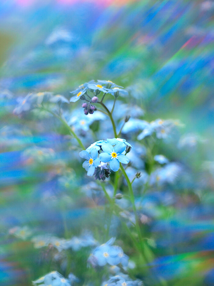 I Create Rainbow-Infused Photography Without The Use Of Photoshop (15 Pics)