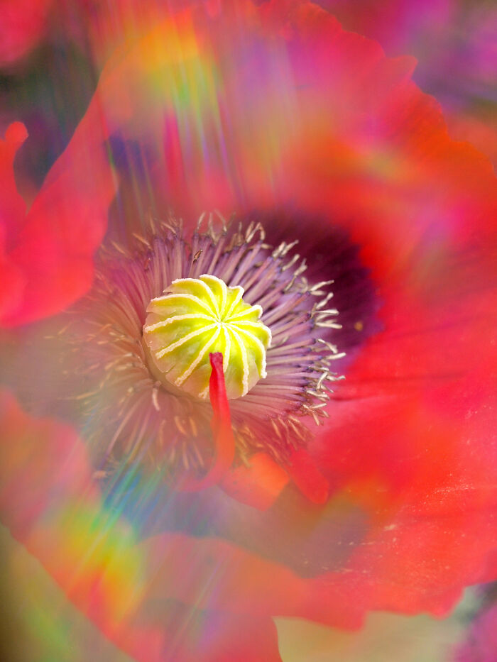 I Create Rainbow-Infused Photography Without The Use Of Photoshop (15 Pics)