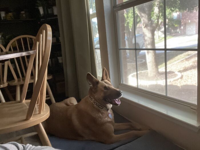 My Blind Freya ‘Staring’ Out Of The Window!