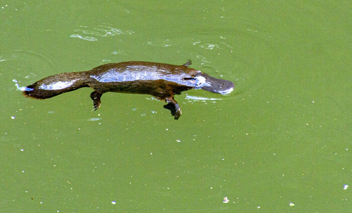 25 Datos aparentemente inútiles, pero extraños e interesantes, compartidos en este hilo