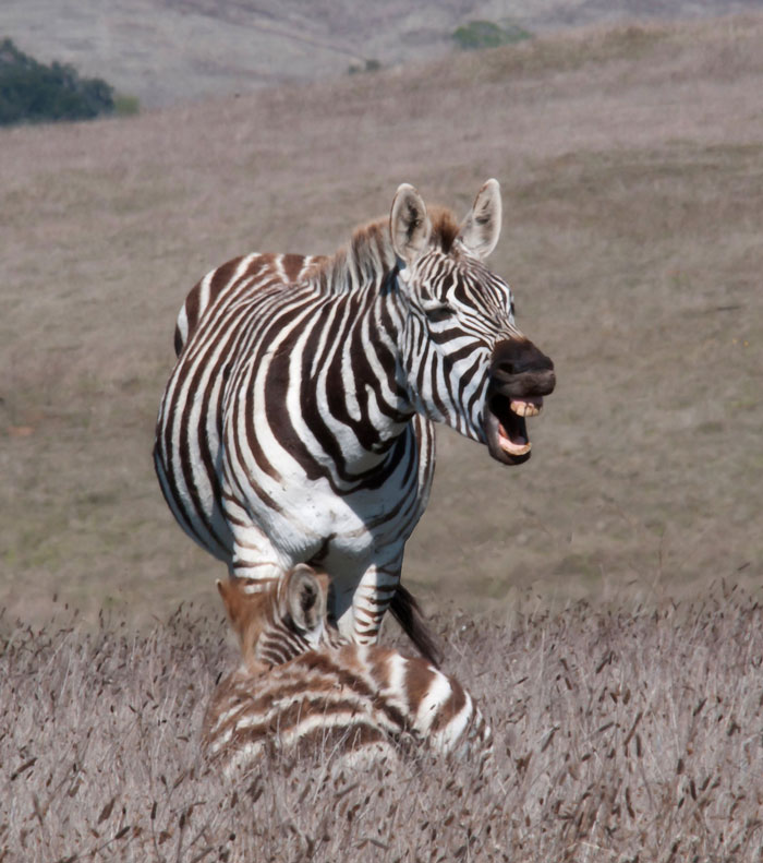 30 Things People Are Proud Of But They Could Be Considered A Weird Flex, Shared In This Online Group